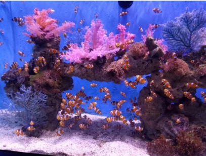 1755253972616531.png 大連老虎灘海洋公園多業(yè)態(tài)管理系統(tǒng)開發(fā)公司.png