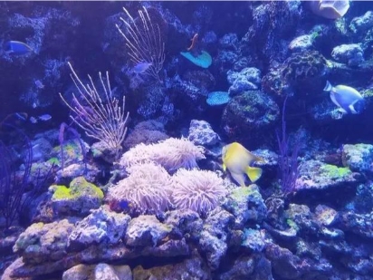 1755254467967282.png 大連老虎灘海洋公園多業(yè)態(tài)管理系統(tǒng)多少錢1.png