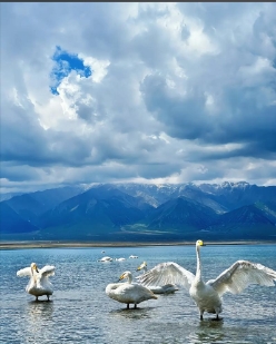 1755842688676789.png 新疆賽里木湖景區旅行社管理系統哪家公司開發.png