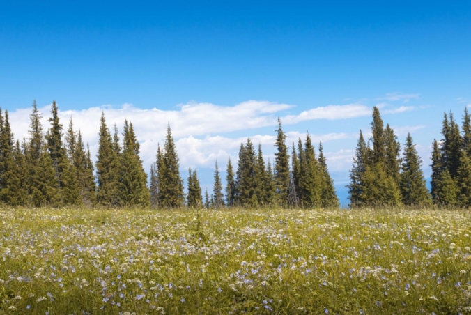 1755855519813573.png 新疆那拉提草原景區多業態管理系統公司開發.png